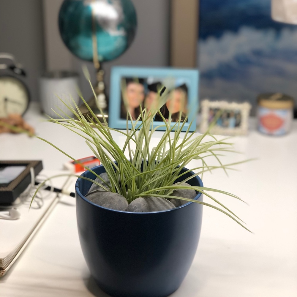 Fake plant friend